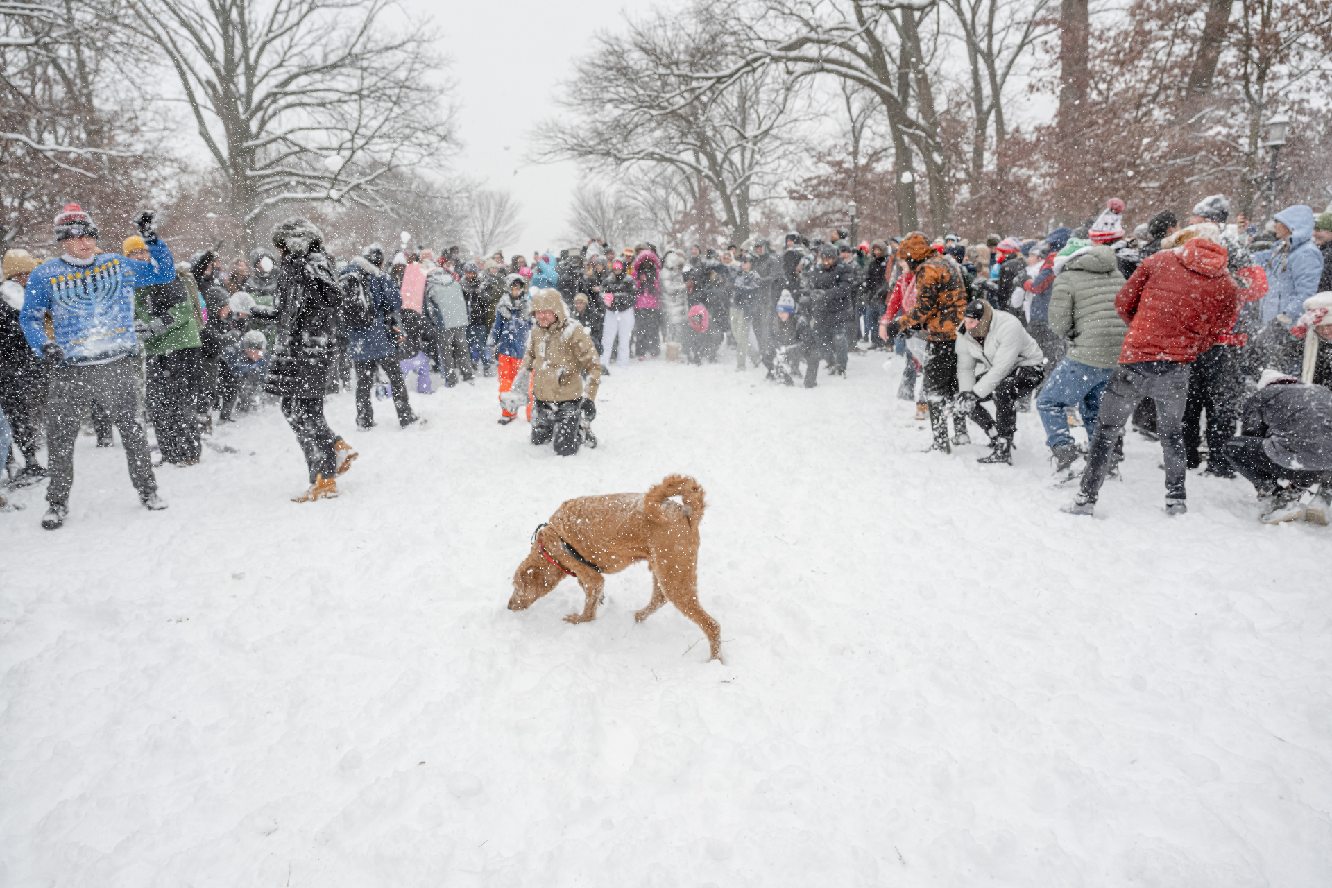 Snowball fight 