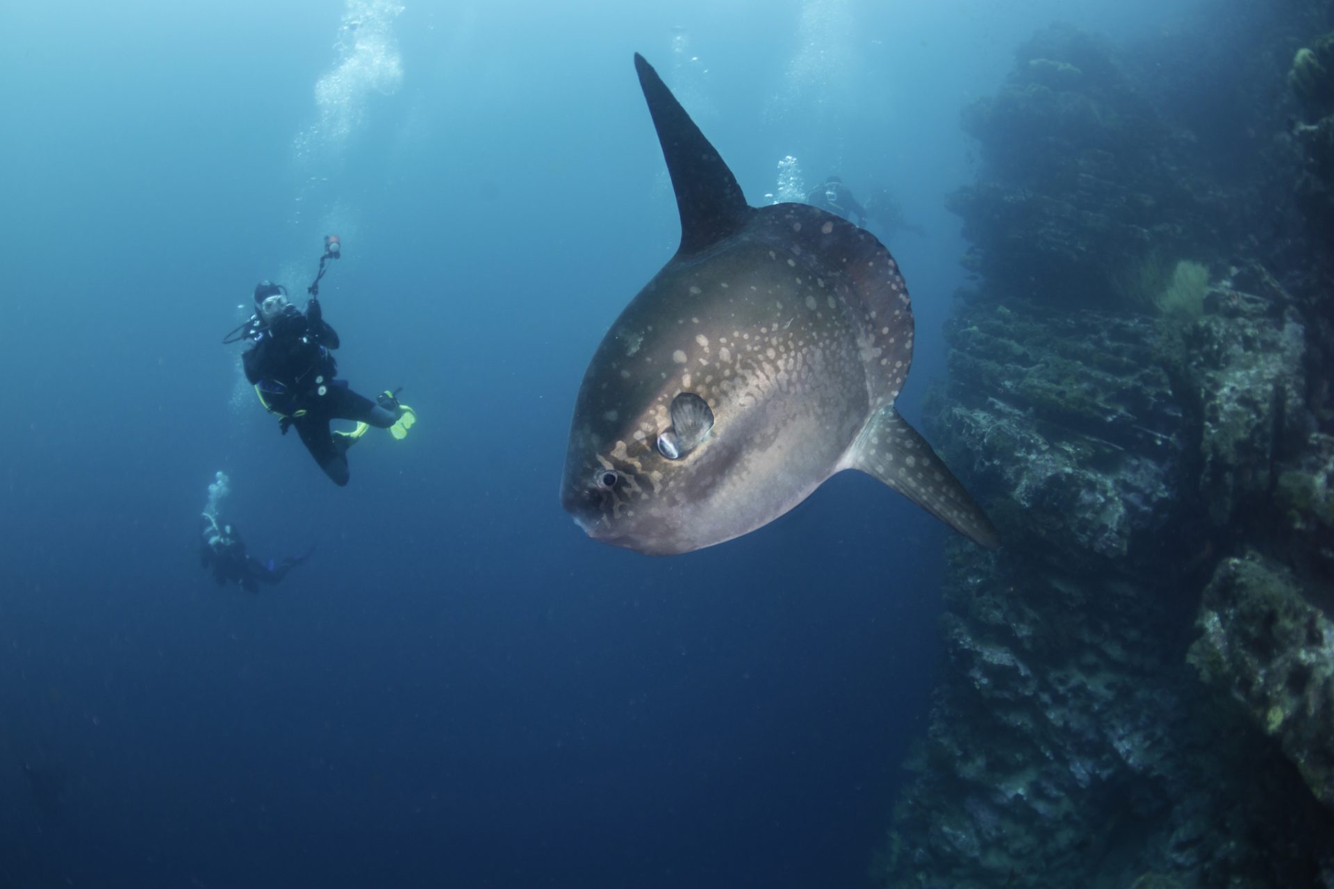 マンボウとしてはそこまで大きくない