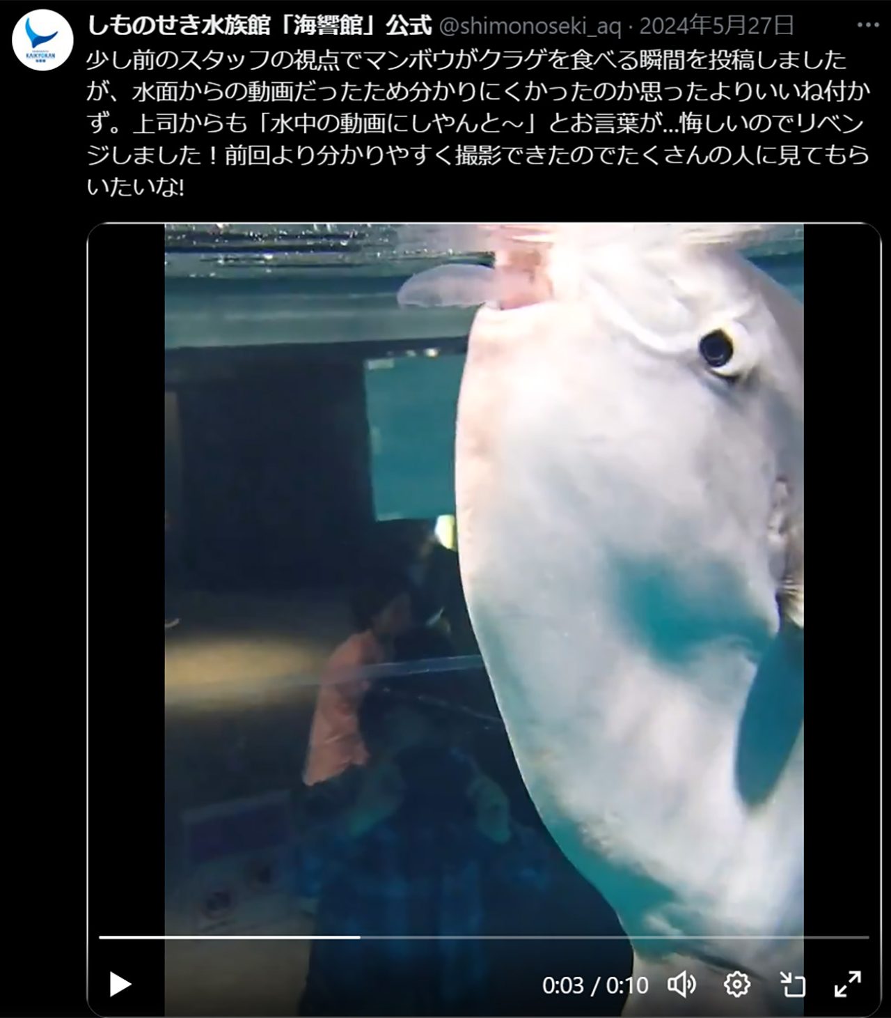 元気を取り戻したマンボウ