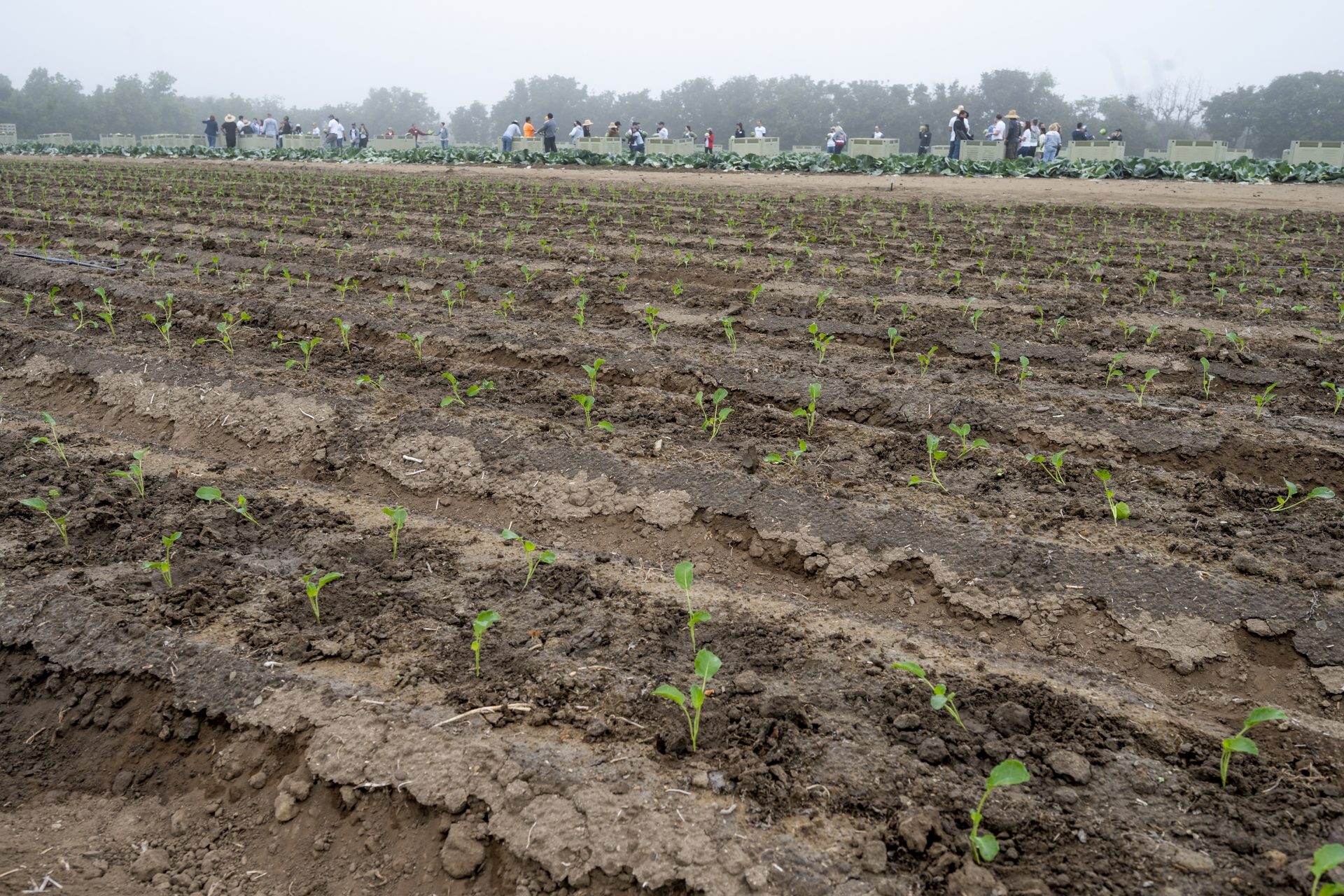 Research into climate-smart crops axed